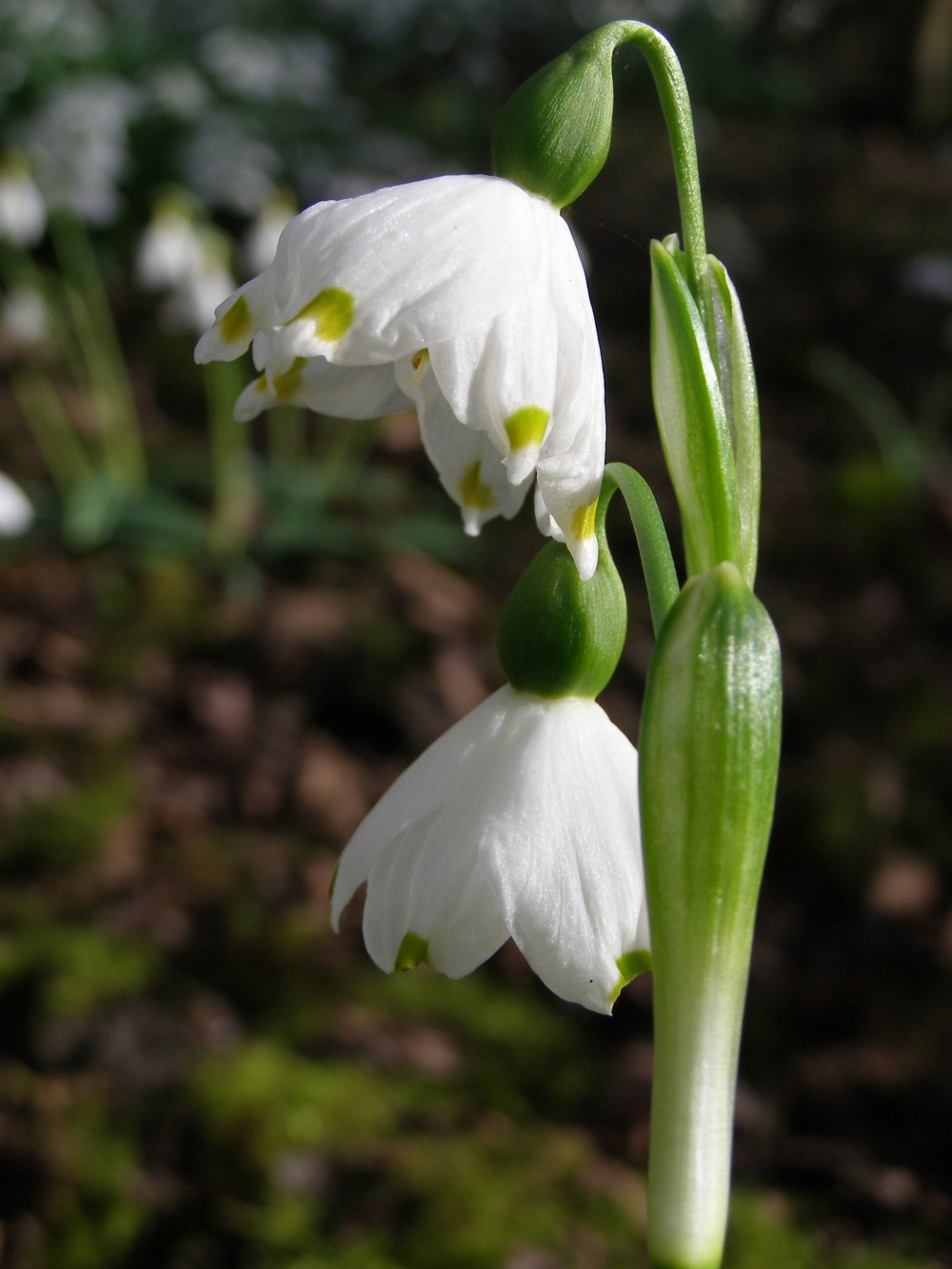 Leucojum vernum var vagneri 'Janus'